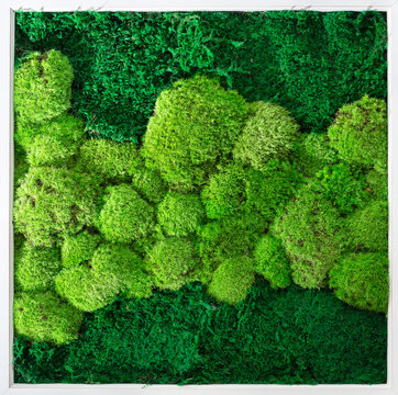 Green wall decoration cladonia rangiferina reindeer moss