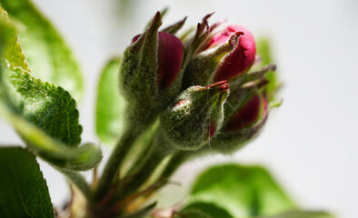 Apfelbaum kurz vor Blüte