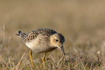 Juvenile Buff-breasted Sandpiper, Eshaness, Mainland, Shetland,
