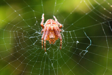 Makroaufnahme einer jungen Kreuzspinne welche in der Mitte des Spinnennetz mit Blickrichtung Kamera sitzt