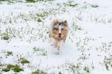 blue merle Australian shepherd dog runs on snow in Trentino Alto Adige in Italy