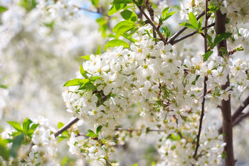 Flowering cherry against a blue sky. Cherry blossoms. Spring background.