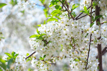 Flowering cherry against a blue sky. Cherry blossoms. Spring background.