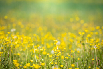 Fototapeta premium Beautiful view of a countryside with flower meadows and green hills in background. Spring in the country with nature all around. Outdoors, summer, natural, concept. Crocodile view of yellow flowers.