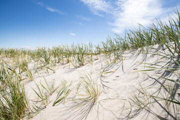 Dune grass on the beach