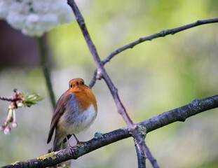 Robin poses on a branch