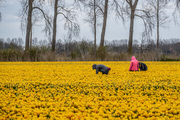 Workers in a field of tulips