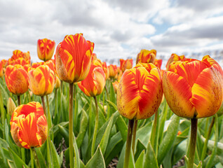 Close up shot of red and yellow tulips