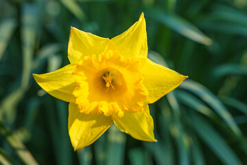 Close up of wild Daffodil or lent Lily.