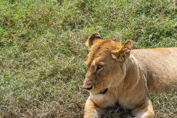 Obraz na płótnie Canvas Female lion at the Ngorongoro Conservation Centre