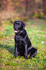 big black dog labrador retriever in nature
