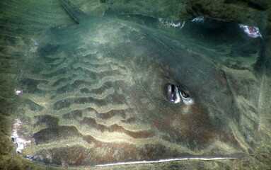 Costa Rica Pacific sea life