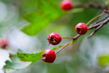 Crataegus. autumn forest red berries of wild rose on a branch. Close up of ripe winter fruits of red hawthorn with natural green background. bokeh, close-up, place for text