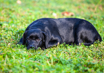big black dog labrador retriever in nature