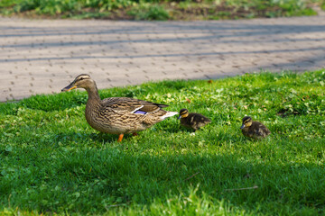 Single mother gray wild duck walks two small black yellow ducklings on the lawn.