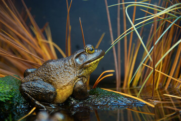 Frog in grass on leaf