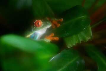 Green frog on green leaf