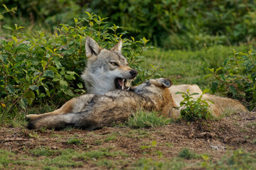 Loups et louveteaux gris d'Europe