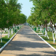 Alley in green park with green trees