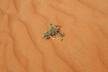 Red sand desert