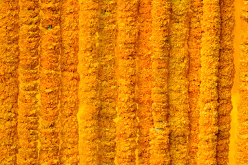 India flower garland, Marigold garland, (Tagetes Erecta, American marigold, African marigold) background, Indians believe Means prosperity and yellow is the color of the house of God.