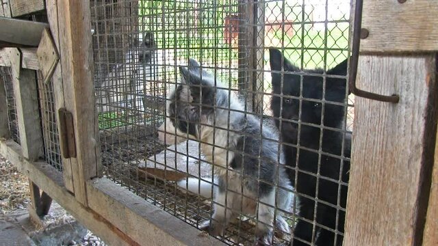 Two Little Tamed Foxes In The Cage