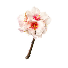 Almond tree pink flower branch isolated on white