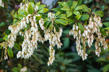 Close up of Prunus laurocerasus Otto Luyken, white shrub in bloom.