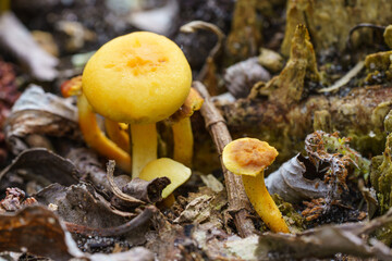Yellowfoot mushroom in natur. Close up, selective focus.