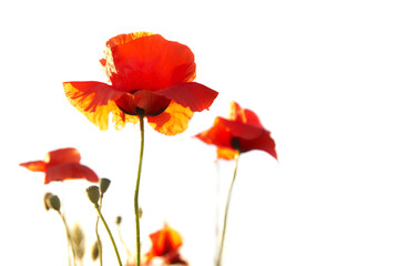 Red poppies flowers isolated on white