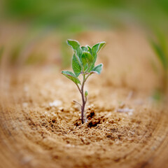 Little green plant nature ecology concept