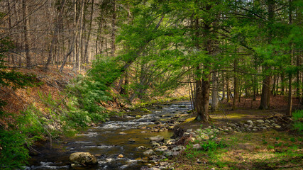 Fototapeta na wymiar The Big Flat Brook in Stokes State Forest New Jersey on an early spring day