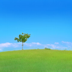 Fototapeta na wymiar Tree on green field with green grass and blue sky 