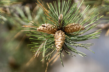 pine tree branch