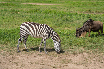 Fototapeta na wymiar Zebra and Wildbeest on safari in Ngorongoro crater near Serengeti National Park