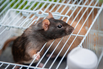 A black rat peeps out of an open cage.