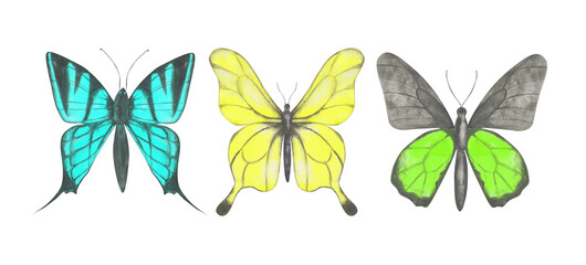 Set of 3 colorful butterflies clipart. Collection of blue, yellow, and green watercolor butterflies isolated on a white background. Hand-drawn exotic insect for your design. Colorful logo design.