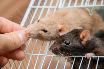 The hand gives food to the black and white rats crawling out of the open cage.