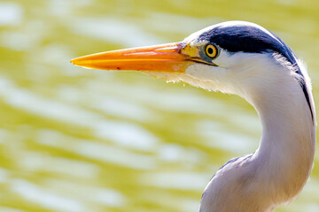 great blue heron