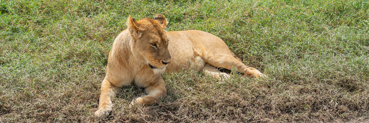 Obraz na płótnie Canvas Panorama of a Lion at Ngorongoro Conservation Centre crater, Tanzania. African wildlife