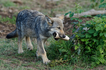 Loups et louveteaux gris d'Europe