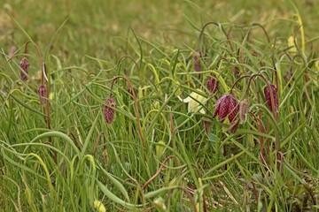 Schachbrettblumen (Fritillaria meleagris) auf Feuchtwiese