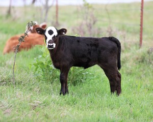 A Black Baldy Calf in a Pasture in South Central Oklahoma