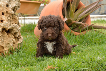 Cachorros deperroo de agua español