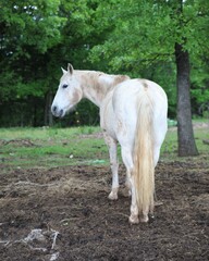 Obraz na płótnie Canvas A Muddy Gray Horse in a Pasture in South Central Oklahoma