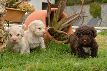 Cachorros deperroo de agua español