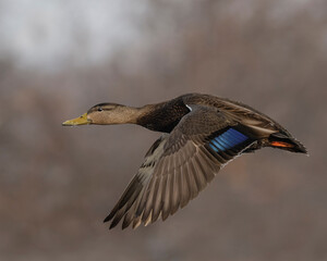 An American Black Duck takes flight over the Ottawa River, Canada 