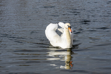 swan on the lake