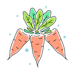 Vector illustration of bunch of orange carrot with green leaf