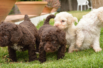 Cachorros deperroo de agua español